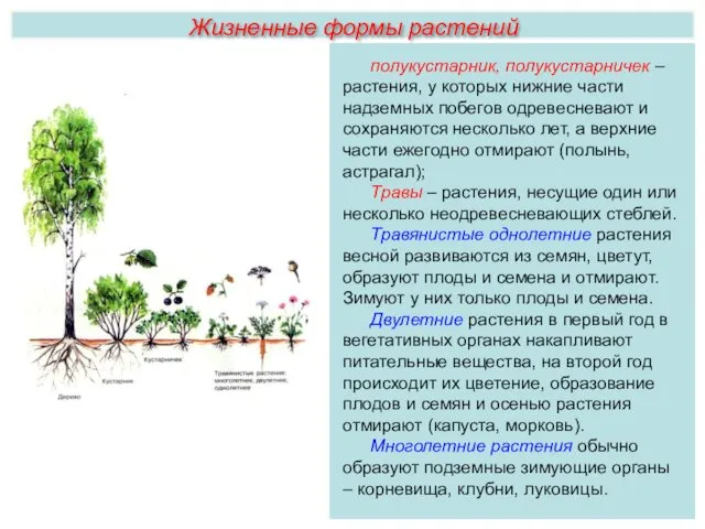 Жизненные формы растений полукустарник, полукустарничек –растения, у которых нижние части