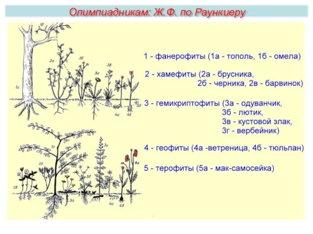 Олимпиадникам: Ж.Ф. по Раункиеру