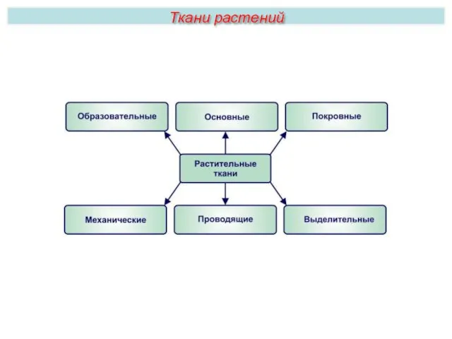 Ткани растений