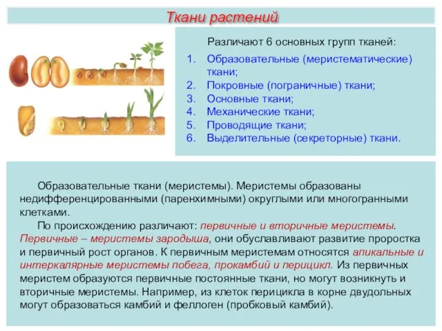 Ткани растений Различают 6 основных групп тканей: Образовательные (меристематические) ткани;