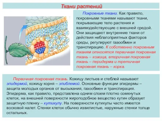 Ткани растений Покровные ткани. Как правило, покровными тканями называют ткани,