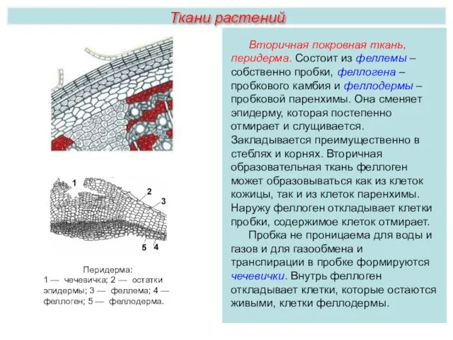 Ткани растений Вторичная покровная ткань, перидерма. Состоит из феллемы –