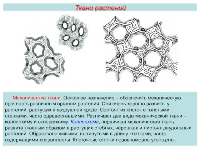 Ткани растений Механические ткани. Основное назначение – обеспечить механическую прочность