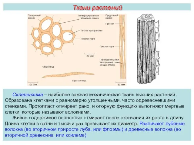 Ткани растений Склеренхима – наиболее важная механическая ткань высших растений.