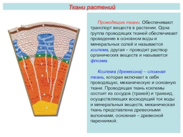 Ткани растений Проводящие ткани. Обеспечивают транспорт веществ в растении. Одна