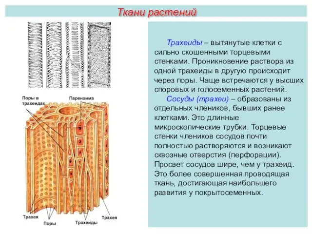 Ткани растений Трахеиды – вытянутые клетки с сильно скошенными торцевыми