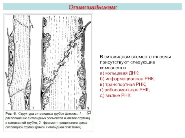 Олимпиадникам: В ситовидном элементе флоэмы присутствуют следующие компоненты: а) кольцевая