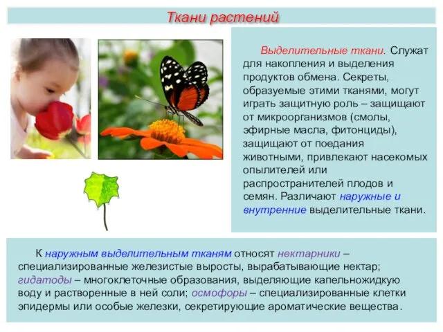 Ткани растений Выделительные ткани. Служат для накопления и выделения продуктов