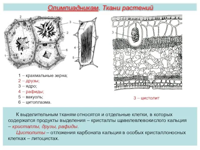 Олимпиадникам. Ткани растений К выделительным тканям относятся и отдельные клетки,