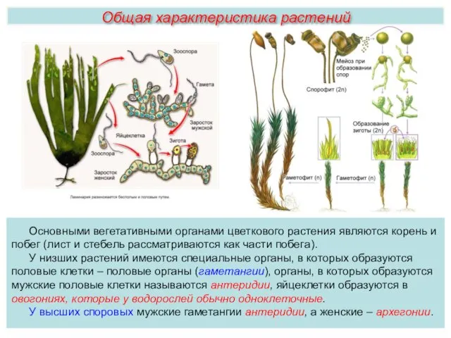 Основными вегетативными органами цветкового растения являются корень и побег (лист