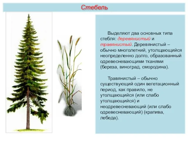 Выделяют два основных типа стебля: деревянистый и травянистый. Деревянистый –