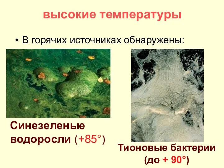 высокие температуры В горячих источниках обнаружены: Синезеленые водоросли (+85°) Тионовые бактерии (до + 90°)