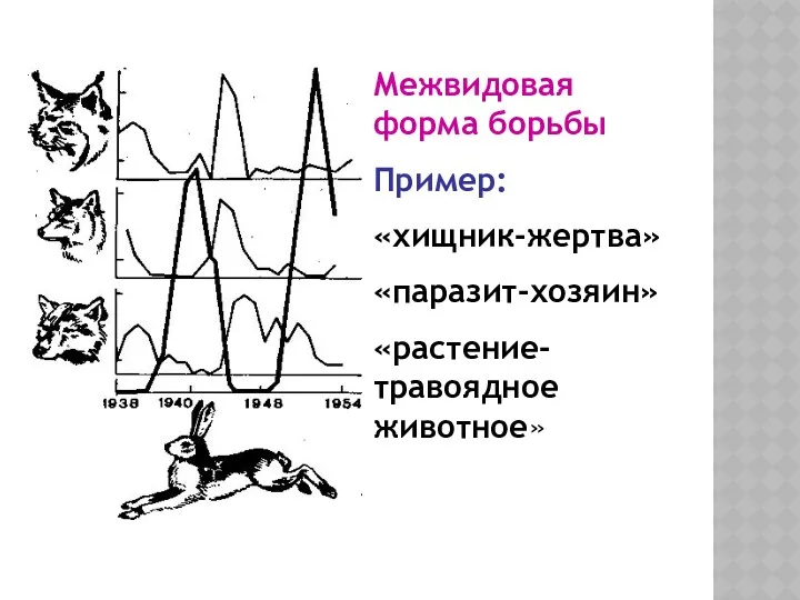 Межвидовая форма борьбы Пример: «хищник-жертва» «паразит-хозяин» «растение-травоядное животное»