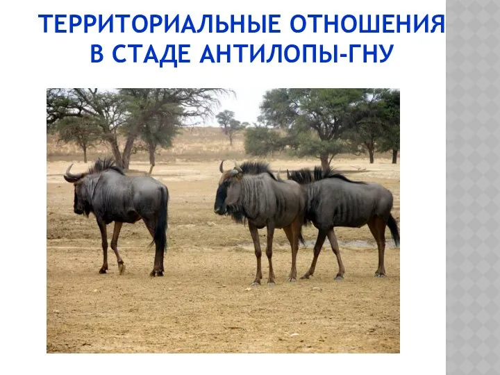 территориальные отношения в стаде антилопы-гну