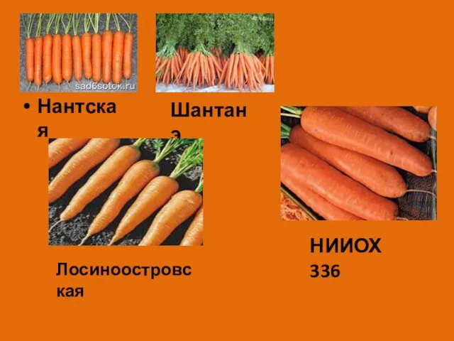 Нантская Шантанэ НИИОХ 336 Лосиноостровская