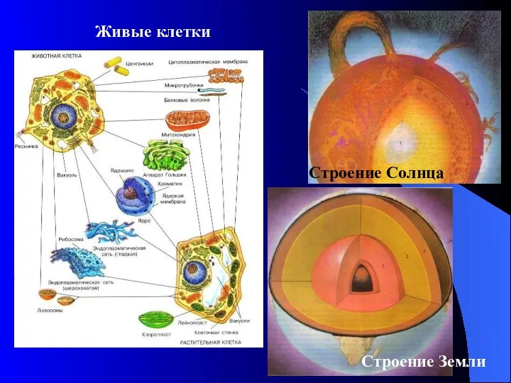 Живые клетки Строение Земли Строение Солнца