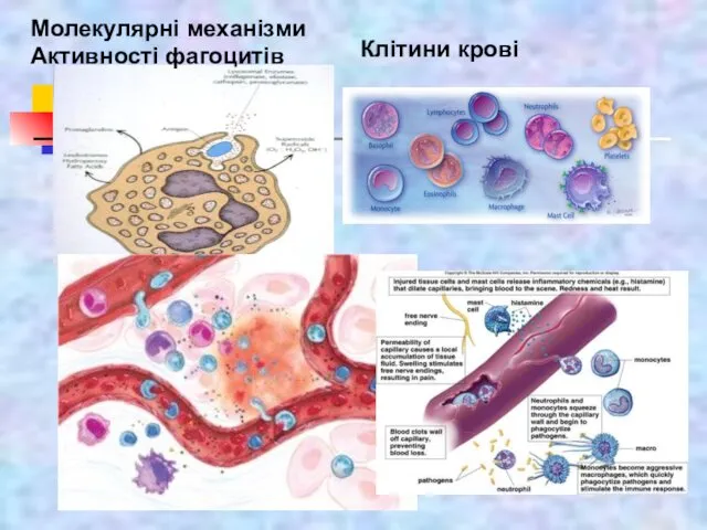 Молекулярні механізми Активності фагоцитів Клітини крові