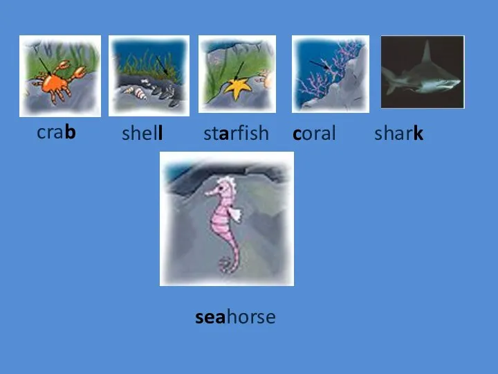 crab shell starfish coral shark seahorse