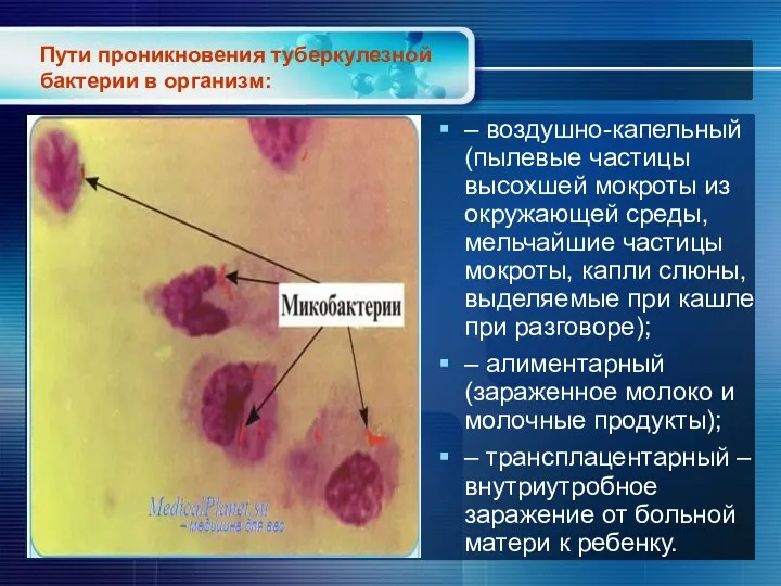 Пути проникновения туберкулезной бактерии в организм: – воздушно-капельный (пылевые частицы