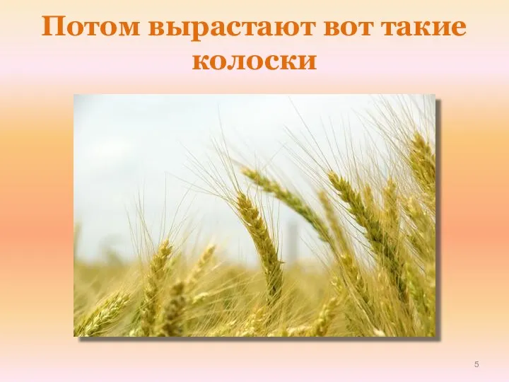 Потом вырастают вот такие колоски