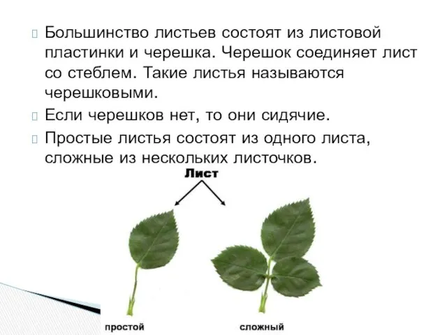 Большинство листьев состоят из листовой пластинки и черешка. Черешок соединяет лист со стеблем.