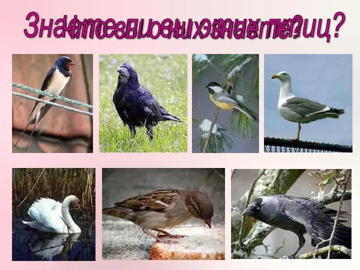 Знаете ли вы этих птиц? Что вы о них знаете?