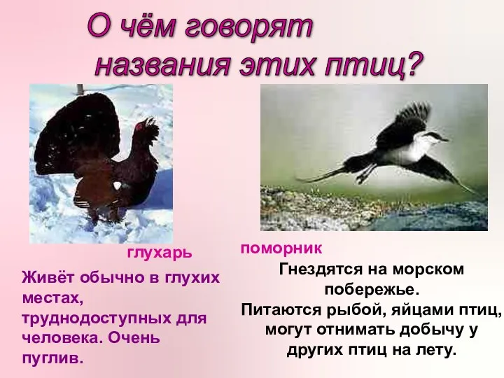 О чём говорят названия этих птиц? глухарь поморник Живёт обычно в глухих местах,