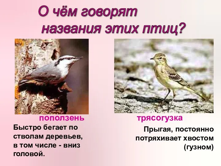 О чём говорят названия этих птиц? поползень трясогузка Быстро бегает по стволам деревьев,