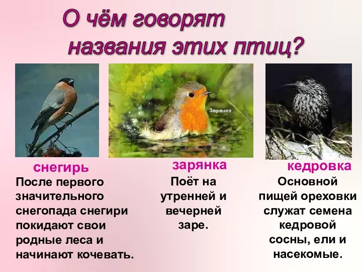 О чём говорят названия этих птиц? снегирь зарянка кедровка После первого значительного снегопада