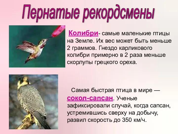 Самая быстрая птица в мире — сокол-сапсан. Ученые зафиксировали случай, когда сапсан, устремившись