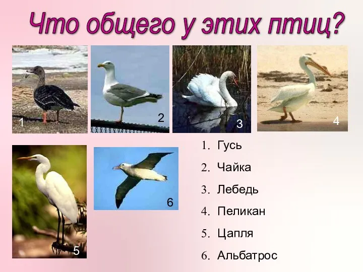 Что общего у этих птиц? Гусь Чайка Лебедь Пеликан Цапля Альбатрос 1 2
