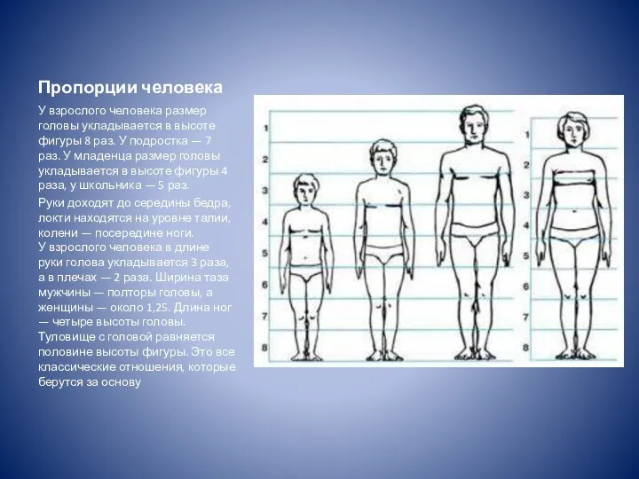 Пропорции человека У взрослого человека размер головы укладывается в высоте фигуры 8 раз.