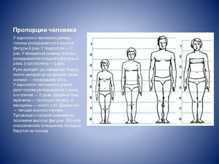 Пропорции человека У взрослого человека размер головы укладывается в высоте