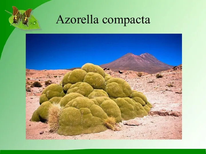 Azorella compacta