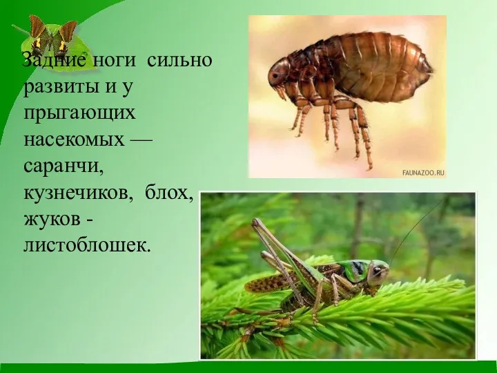 Задние ноги сильно развиты и у прыгающих насекомых — саранчи, кузнечиков, блох, жуков - листоблошек.