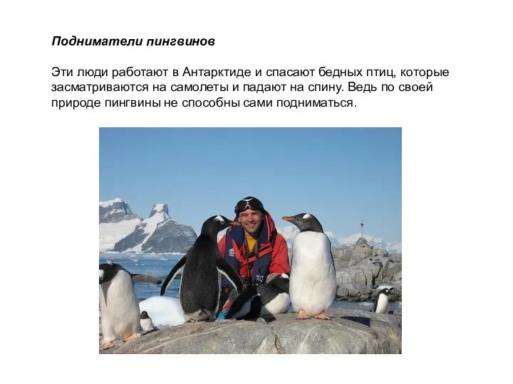 Подниматели пингвинов Эти люди работают в Антарктиде и спасают бедных