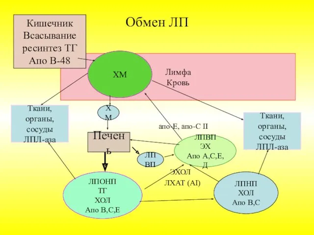 Лимфа Кровь Обмен ЛП апо-Е, апо-С II ЭХОЛ ЛХАТ (АI)