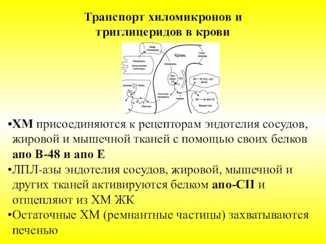 Транспорт хиломикронов и триглицеридов в крови ХМ присоединяются к рецепторам