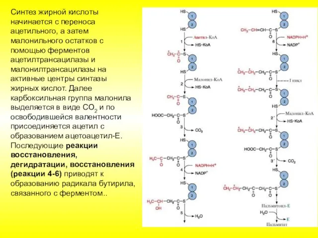 Синтез жирной кислоты начинается с переноса ацетильного, а затем малонильного