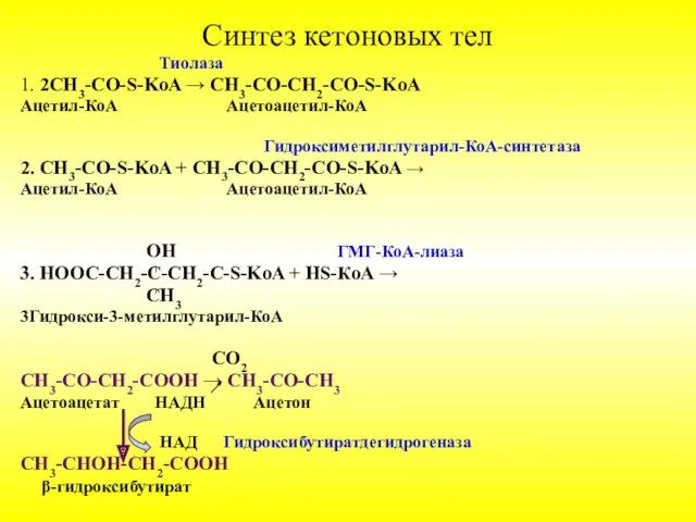 Синтез кетоновых тел Тиолаза 1. 2СН3-CО-S-KoA → СН3-CО-СН2-СО-S-KoA Ацетил-КоА Ацетоацетил-КоА