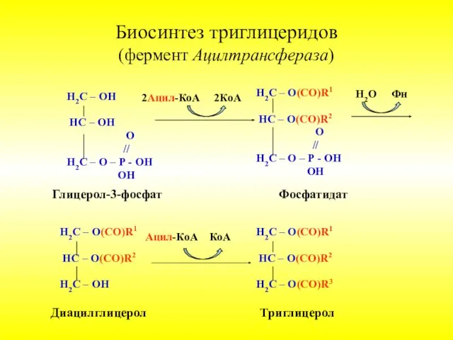Биосинтез триглицеридов (фермент Ацилтрансфераза) Н2С – ОН НС – ОН