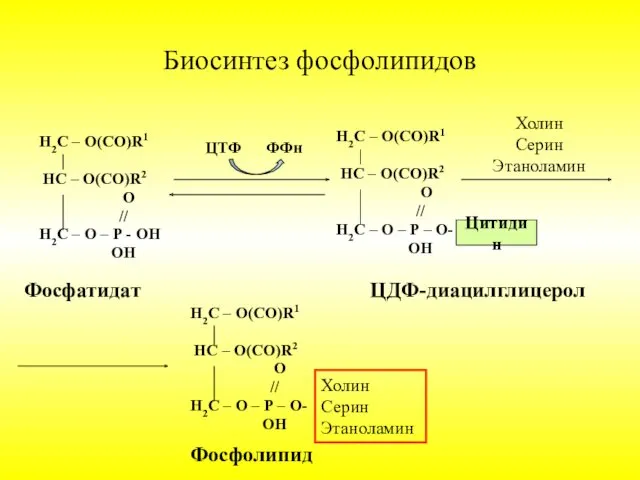 Биосинтез фосфолипидов Н2С – О(СО)R1 НС – О(СО)R2 О //