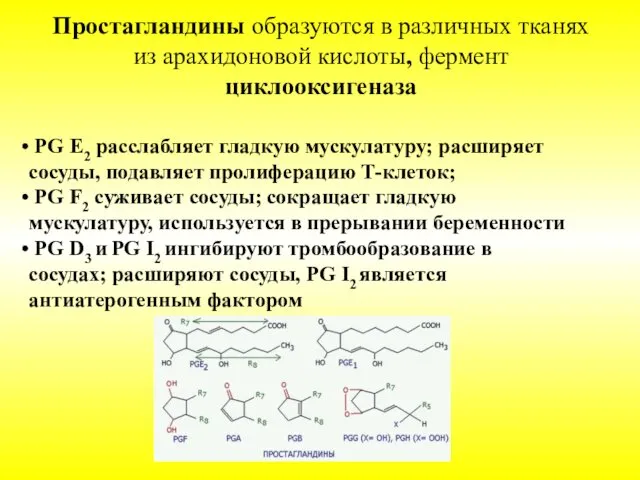 Простагландины образуются в различных тканях из арахидоновой кислоты, фермент циклооксигеназа