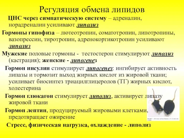 Регуляция обмена липидов ЦНС через симпатическую систему – адреналин, норадреналин