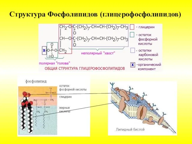 Структура Фосфолипидов (глицерофосфолипидов)