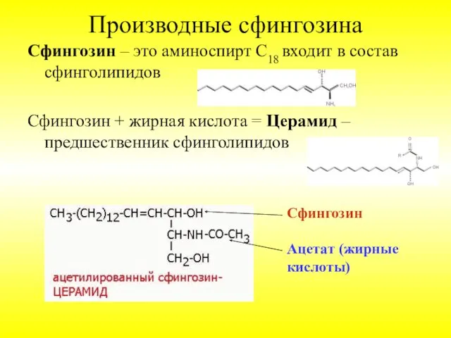 Производные сфингозина Сфингозин – это аминоспирт С18 входит в состав