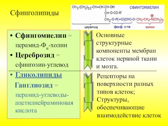 Сфинголипиды Сфингомиелин = церамид-Фн-холин Цереброзид = сфингозин-углевод Гликолипиды Ганглиозид =