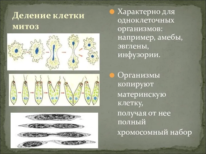 Характерно для одноклеточных организмов: например, амебы, эвглены, инфузории. Организмы копируют