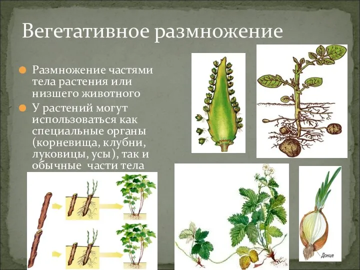 Вегетативное размножение Размножение частями тела растения или низшего животного У растений могут использоваться