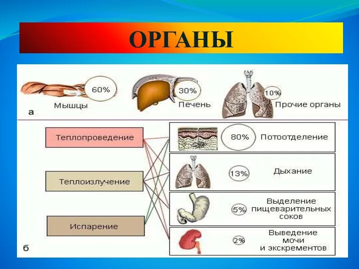 ОРГАНЫ